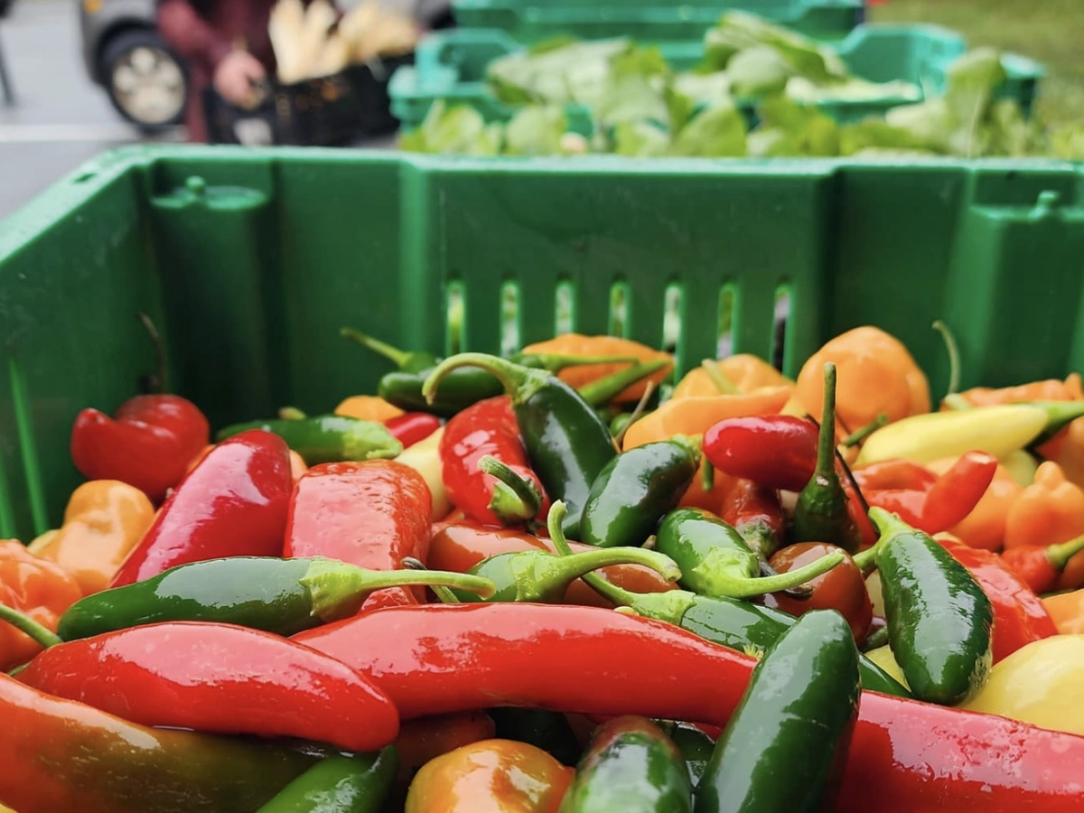 A vibrant mix of freshly harvested hot peppers in red, green, orange, and yellow fills a green crate at a farmers market.