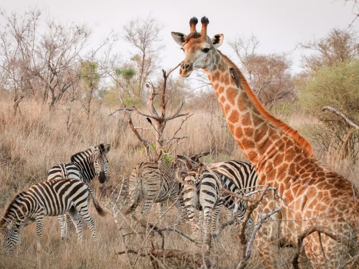 A giraffe stands tall among a group of zebras grazing in a dry, grassy African savanna with sparse trees and bushes in the background.