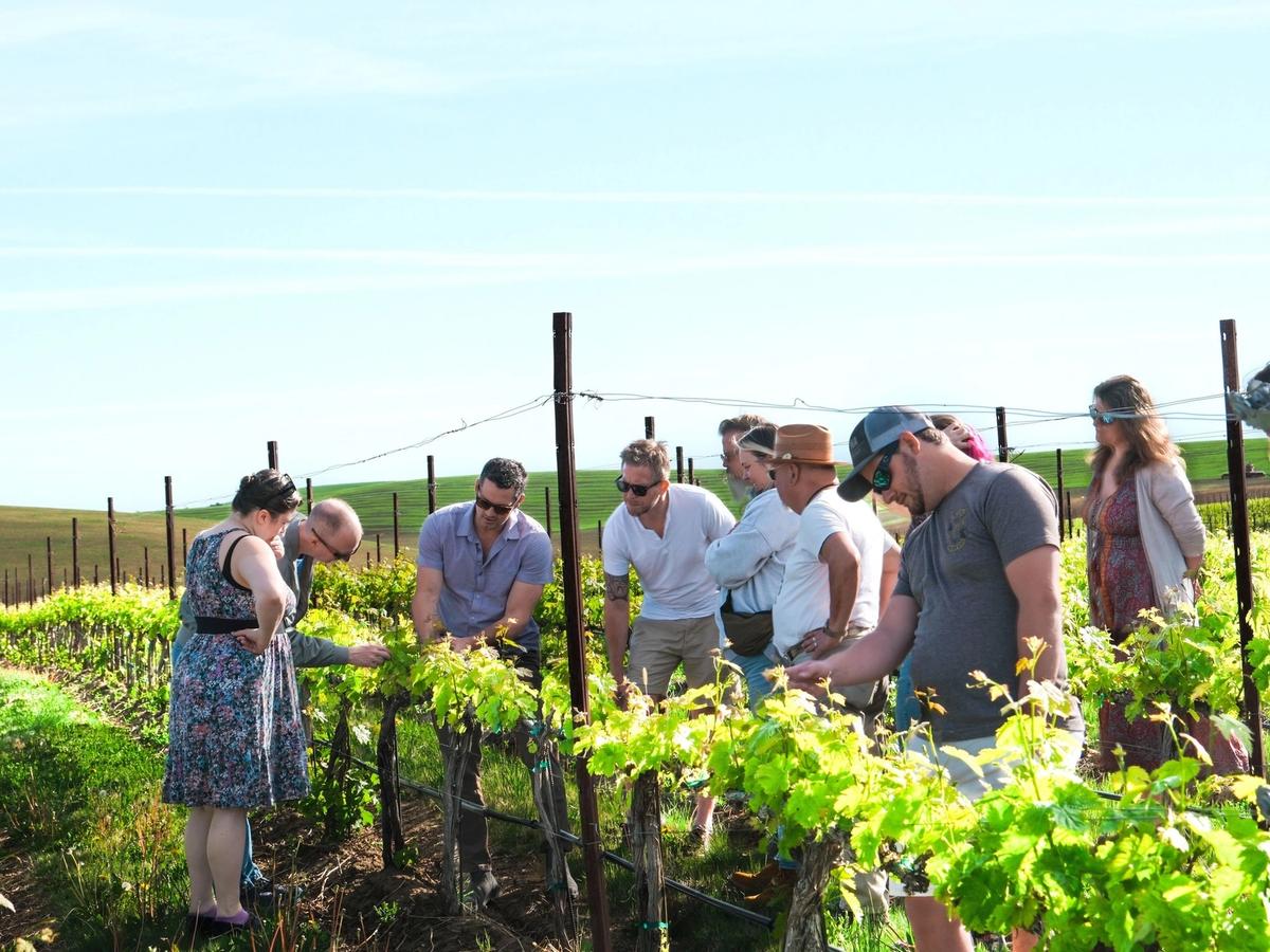 A group of visitors gathers among vibrant green vines, listening to a winemaker’s explanation during a guided vineyard tour. The sunlit day brings out the rolling hills of Walla Walla Valley in the distance. This moment captures the social and educational side of wine tasting.
