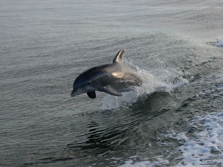 View of Dolphin Jumping Out of the Water on a Tybee Island Dolphin Cruise