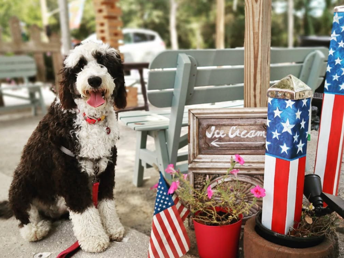 Black and white doodle dog sitting on concrete side with ice cream side next to it