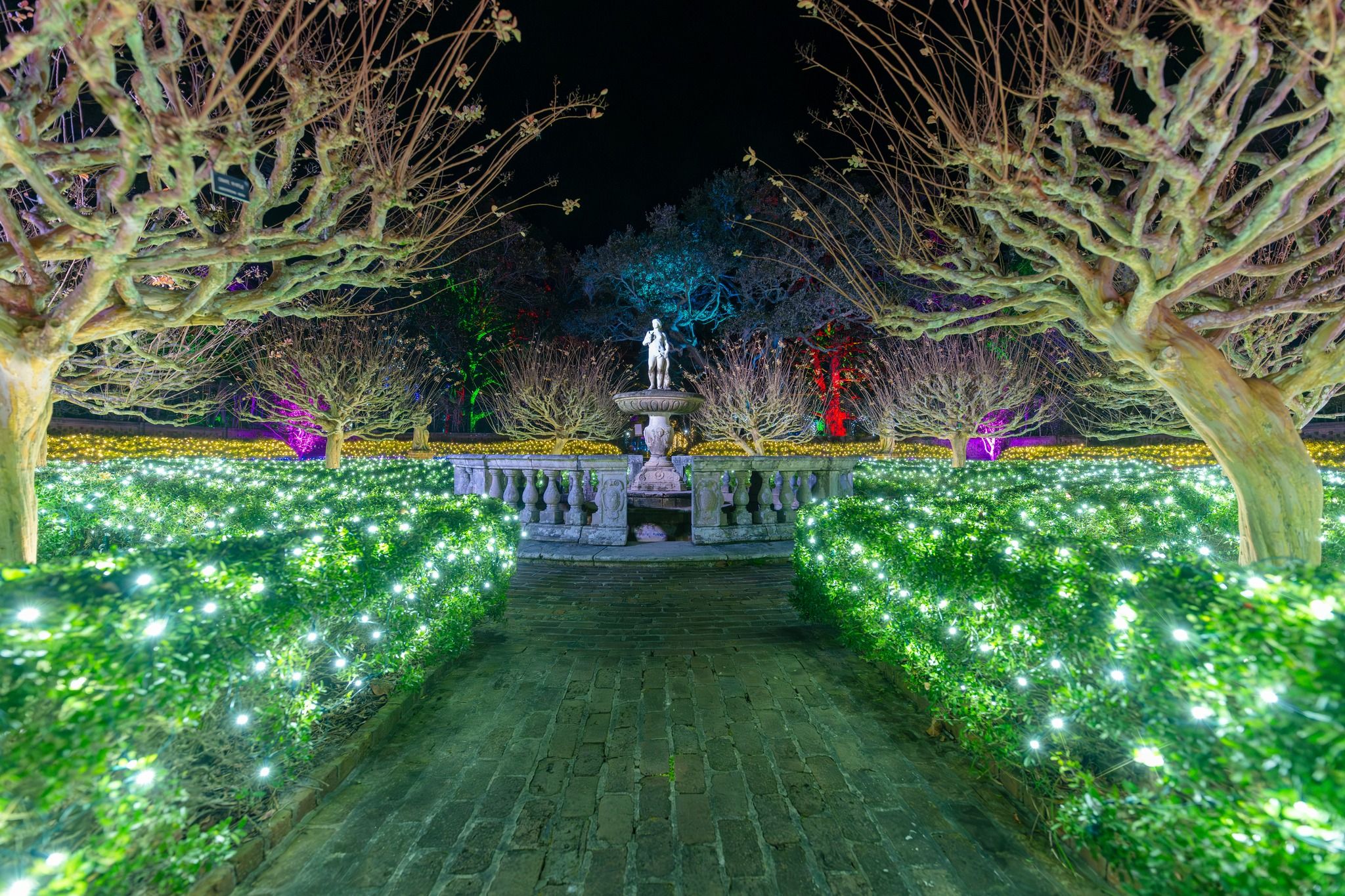 A brick pathway leads through hedges and trees wrapped in twinkling white and colored lights toward a classical stone fountain and statue at night in the Elizabethan Gardens in Manteo. The festive holiday display glows against the dark sk