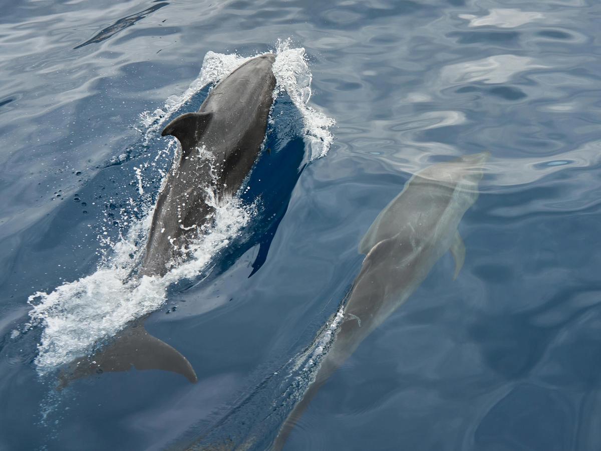 Dolphin watch experience with two dolphins gliding through sparkling blue ocean waters.