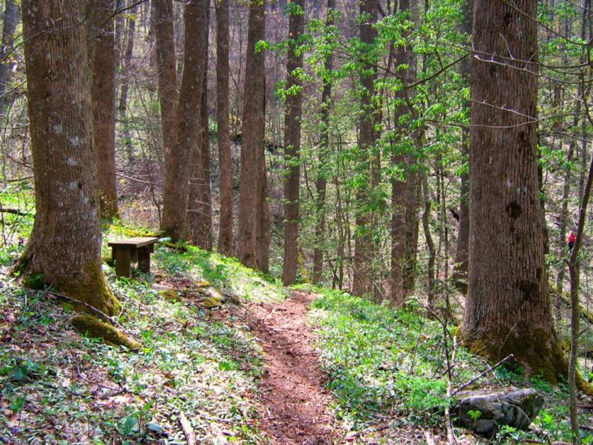 A quiet hiking trail winds through Sosebee Cove, surrounded by tall trees and soft forest light. A small bench sits along the path, inviting hikers to slow down and enjoy the peaceful mountain setting. This area is known for scenic walks, spring wildflowers, and calm nature views in North Georgia.