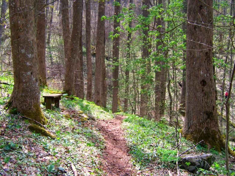 A quiet hiking trail winds through Sosebee Cove, surrounded by tall trees and soft forest light. A small bench sits along the path, inviting hikers to slow down and enjoy the peaceful mountain setting. This area is known for scenic walks, spring wildflowers, and calm nature views in North Georgia.