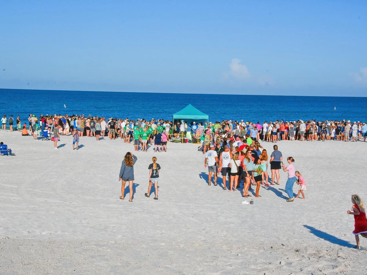 A large group gathers on the beach for a turtle watch ecotourism event along the shoreline. Visitors line up near the water to learn about sea turtles and local conservation efforts. This experience offers a unique way to enjoy the beach while supporting wildlife education.