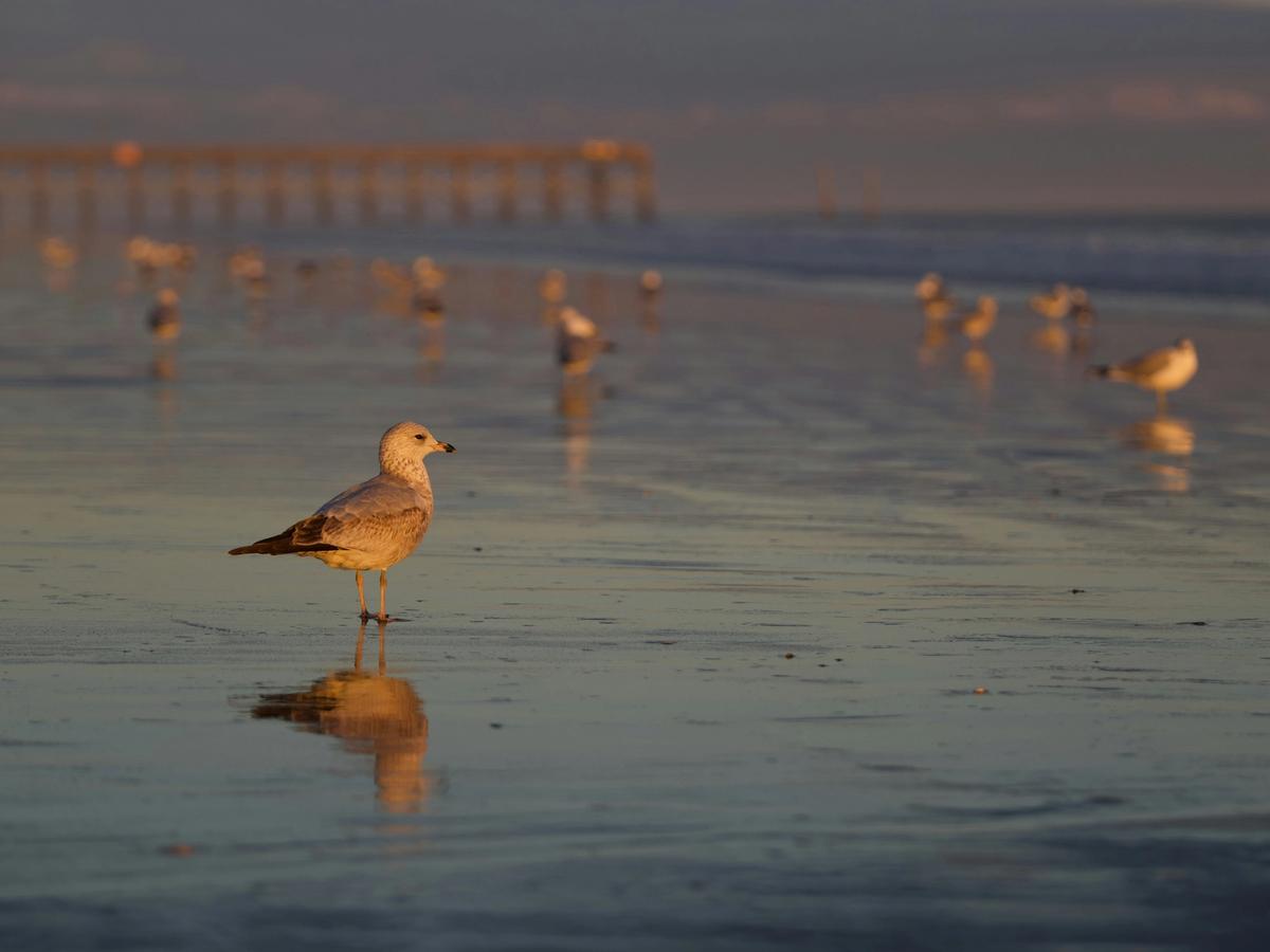 A lone seagull stands on a reflective wet shoreline at sunset, with a pier and other birds softly blurred in the background.