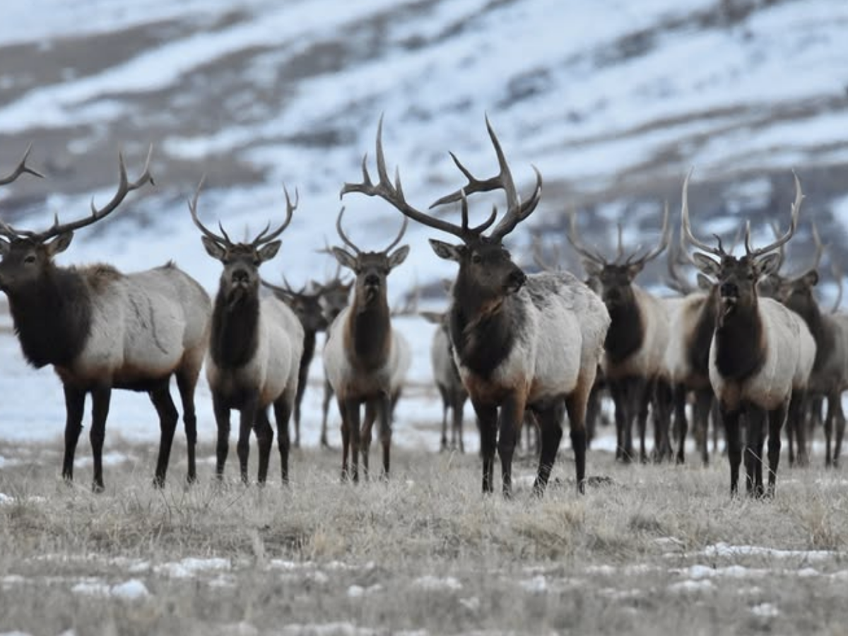A herd of elk with large antlers stands alert on a snowy grassland with a snow-dusted hillside in the background.