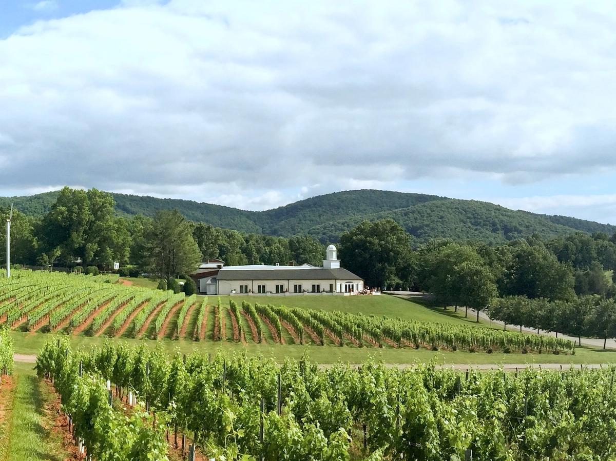 Rolling rows of grapevines lead to a white estate building nestled among green hills at Barboursville Vineyards. The lush Virginia countryside and distant mountains create a picture-perfect wine country view. This vineyard is a classic example of Charlottesville’s charm and heritage.