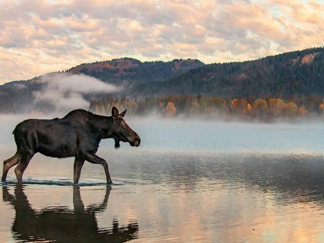 A moose walks through a calm, shallow lake at sunrise with mist rising in the background and colorful autumn trees reflecting off the water.