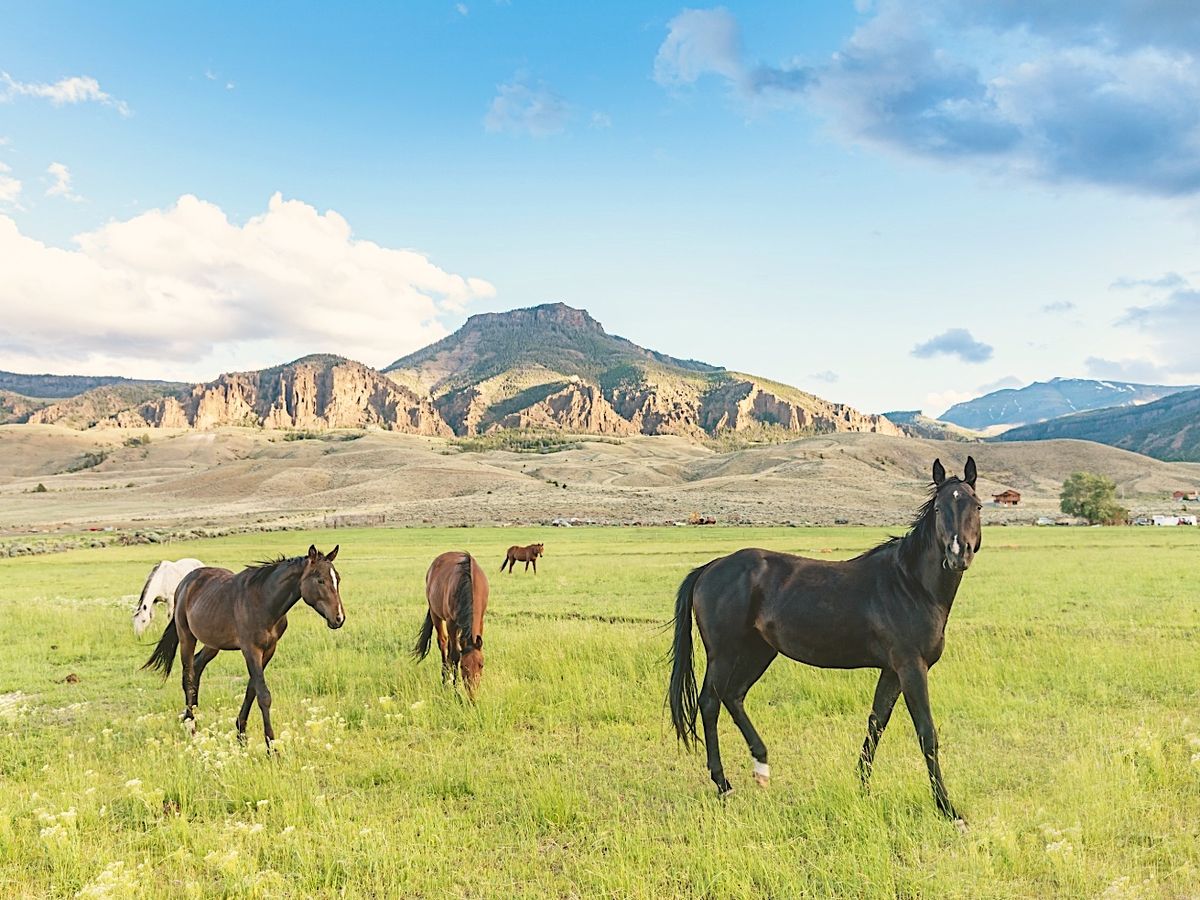 Wild Horses Surrounded By The Beautiful Landscape of Cody Wyoming