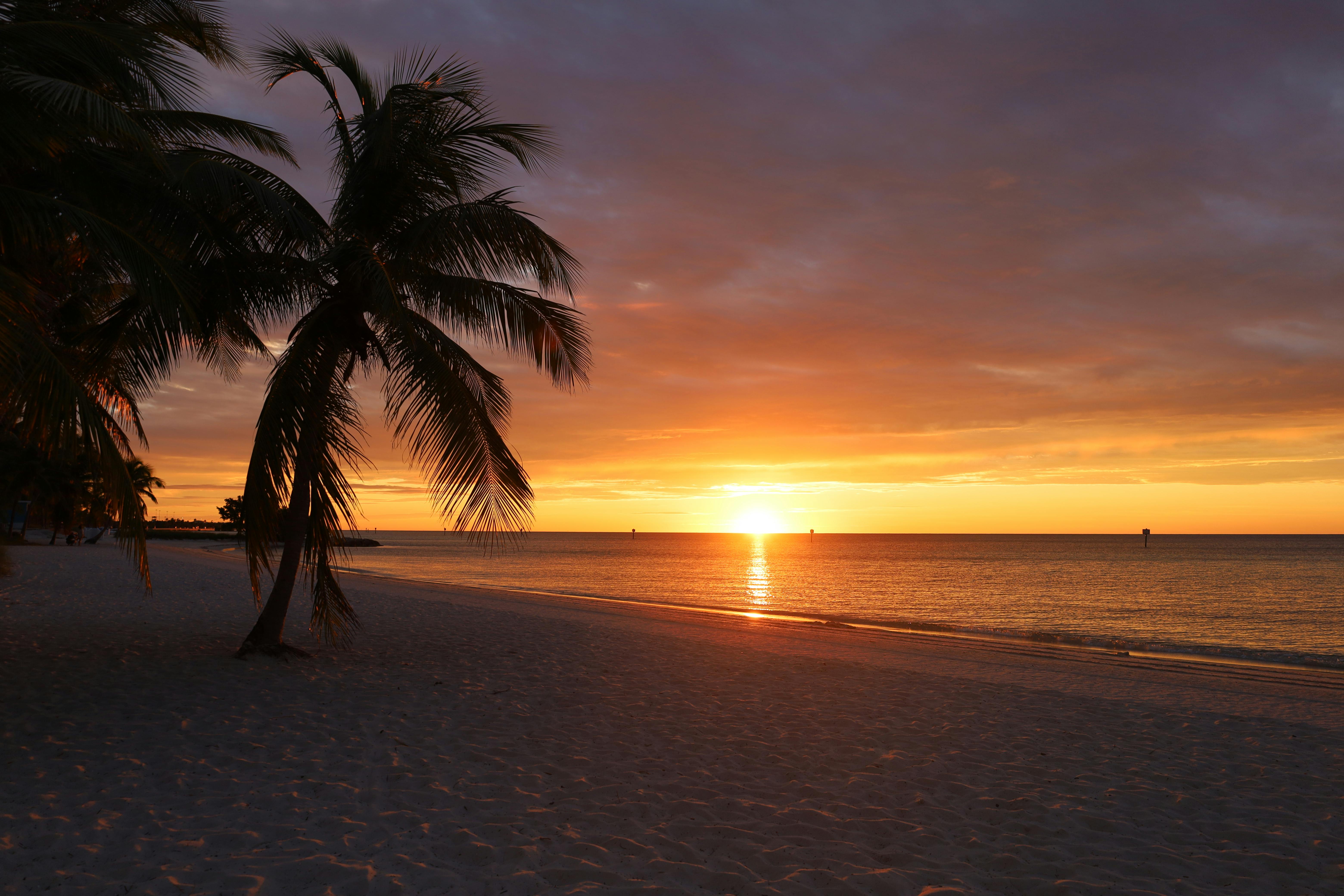 A golden sunset glows over the calm water while a palm tree leans gently toward the shoreline. The warm colors light up the sky and create a peaceful beach scene. It feels like the perfect end to a quiet day in Key West.