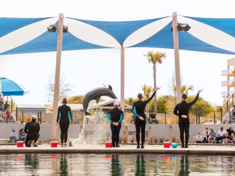A dolphin leaps into the air during a live show at Gulfarium Marine Adventure Park as trainers and guests look on. The shaded stadium offers a front-row experience to marine life education and entertainment.