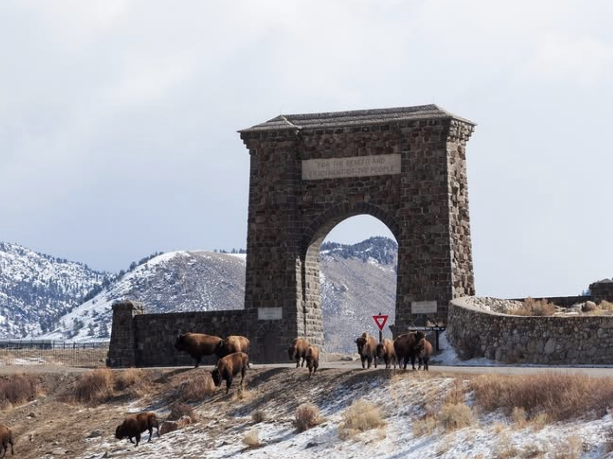 A herd of bison gathers near the Roosevelt Arch at Yellowstone National Park’s snowy north entrance, framed by mountains in the background.