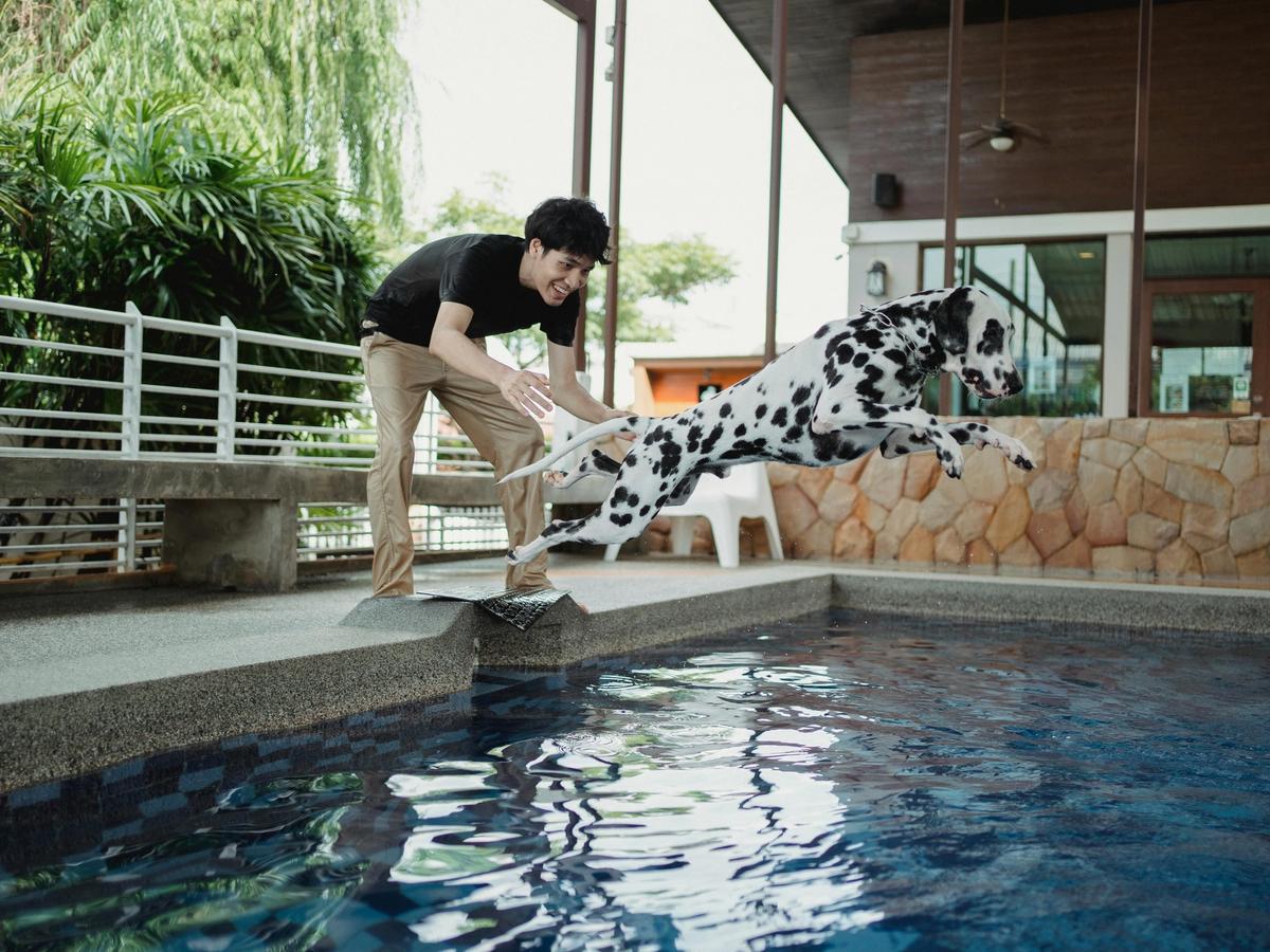 A joyful moment as a Dalmatian leaps into a pool while its owner smiles nearby. The playful scene captures the happiness of pet-friendly vacation rentals where furry friends are welcome.