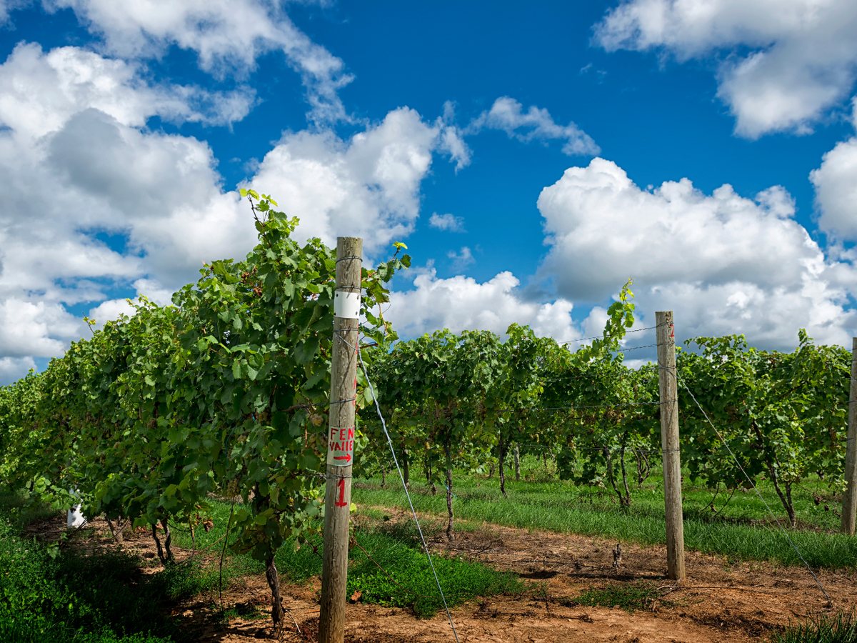 Rows of Grapevines in Southwest Michigan