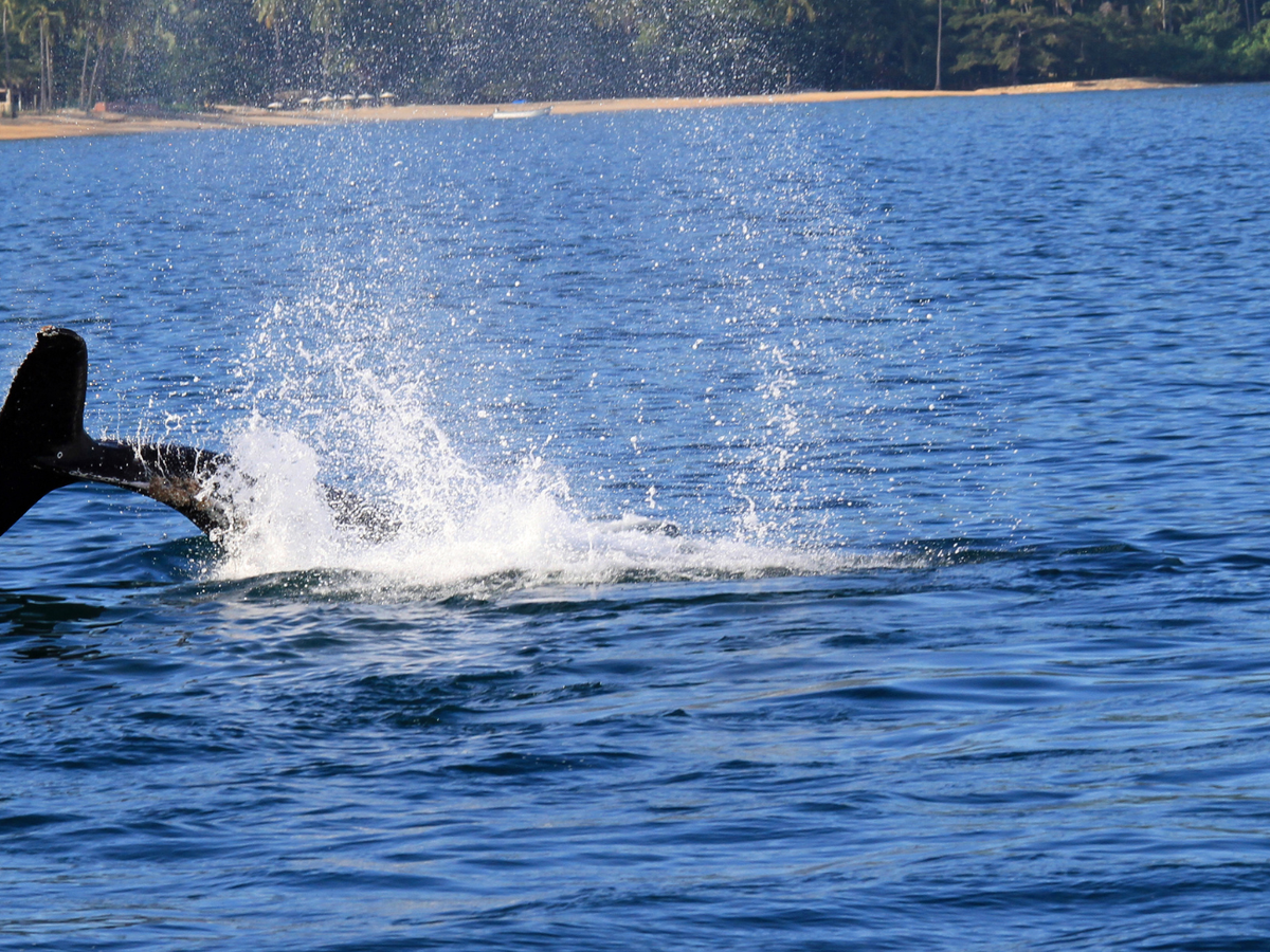 Whale diving into the water off the coast of Huatulco Mexico