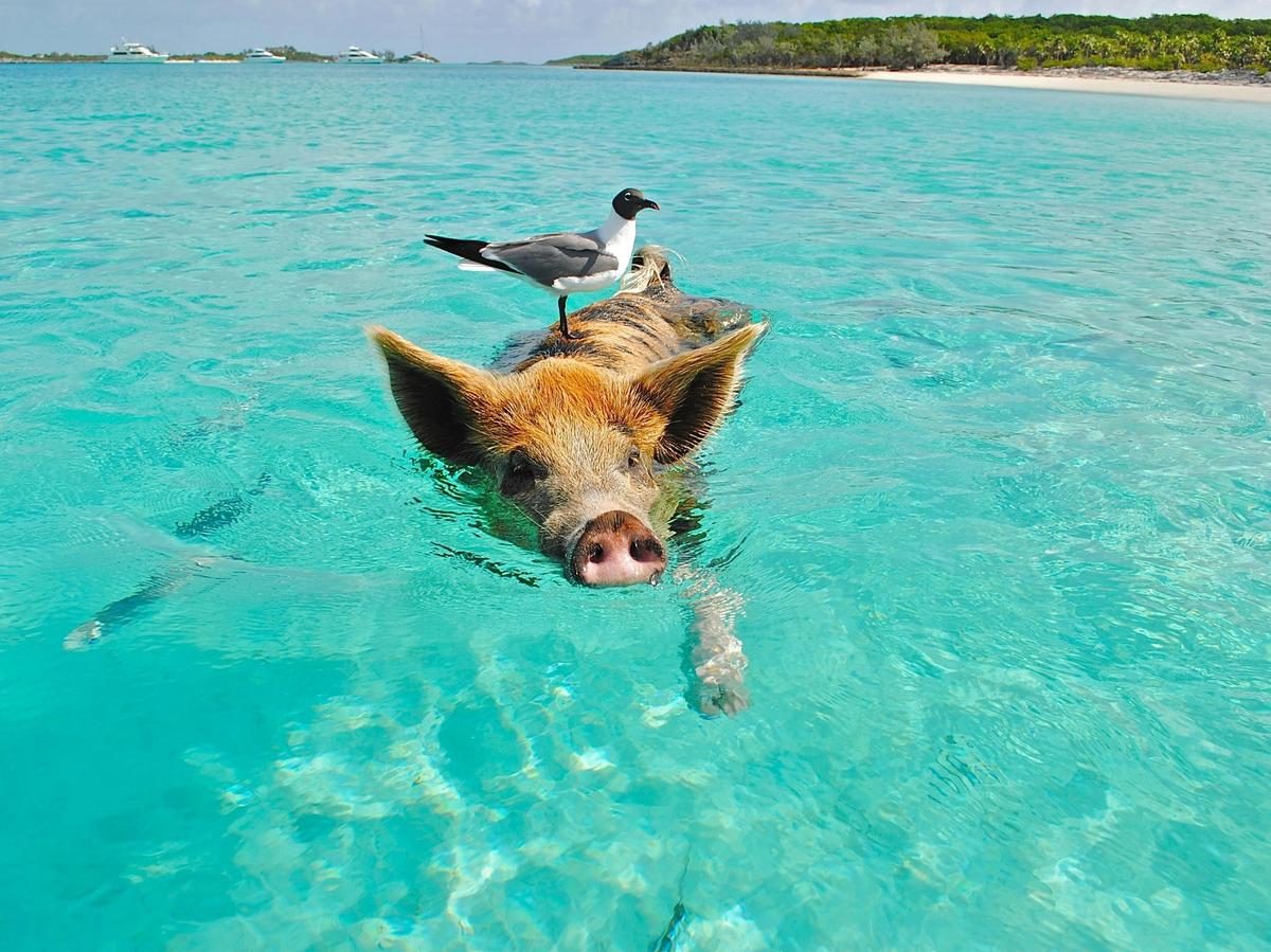 A famous swimming pig paddles through the shallow turquoise waters of Exuma with a seagull perched on its back. This one-of-a-kind Bahamian experience delights visitors from around the world