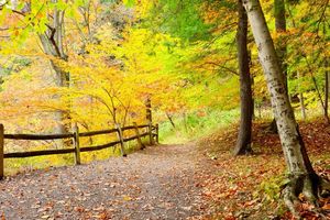 Beautiful Fall Colors surrounding a Path