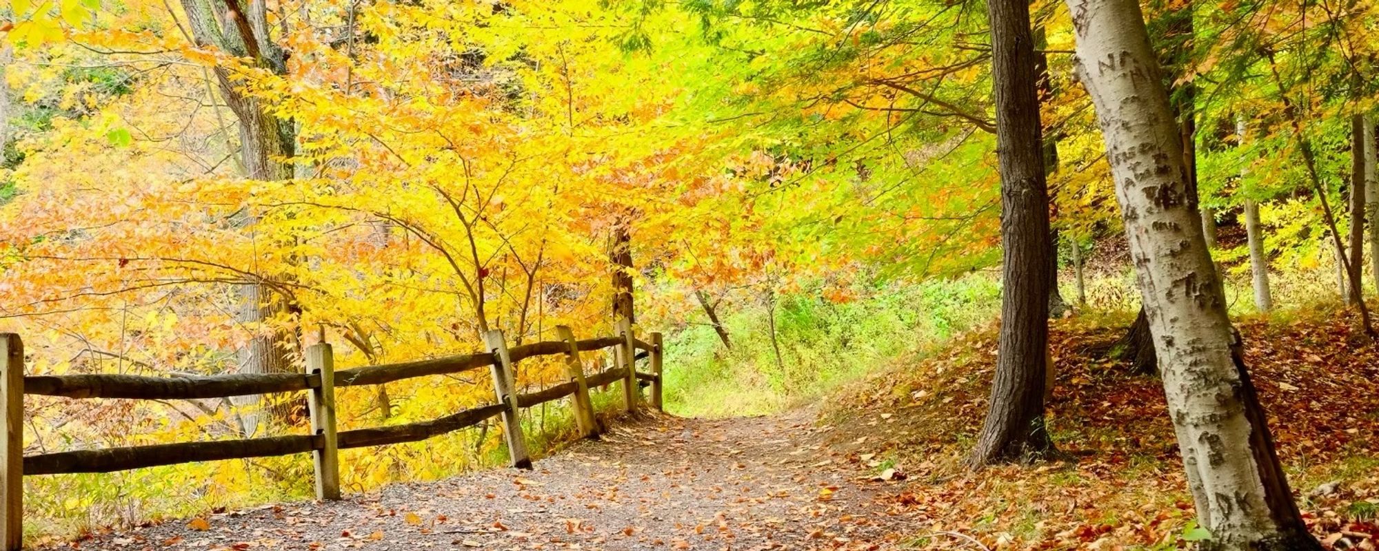 Beautiful Fall Colors surrounding a Path