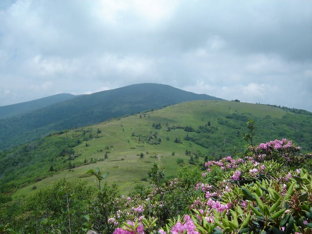 Rolling green hills stretch along the Appalachian Trail, with blooming pink wildflowers in the foreground under a cloudy mountain sky. This scenic section of the Appalachian Trail shows the peaceful beauty of hiking through open ridges and mountain landscapes