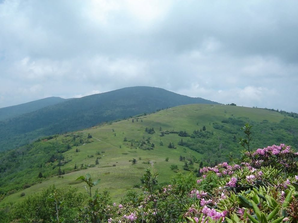 Rolling green hills stretch along the Appalachian Trail, with blooming pink wildflowers in the foreground under a cloudy mountain sky. This scenic section of the Appalachian Trail shows the peaceful beauty of hiking through open ridges and mountain landscapes