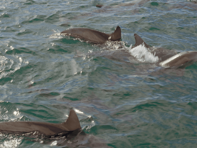 A pod of dolphins swims playfully in the waters near Kiawah Island. These friendly locals are best seen during boat tours and are famous for their unique strand feeding behavior.