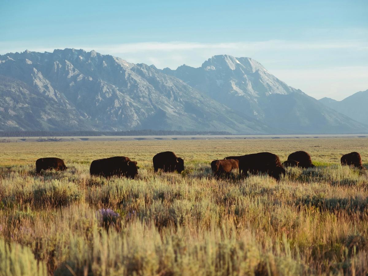 A herd of bison grazes peacefully across a golden prairie, set against the towering backdrop of the Teton Mountains under a clear blue sky.