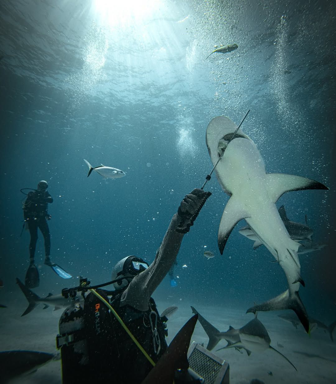 A diver floats beneath a boat among graceful sharks in Exuma’s pristine waters. The sunlight filtering through the waves adds drama to this breathtaking snorkeling scene.