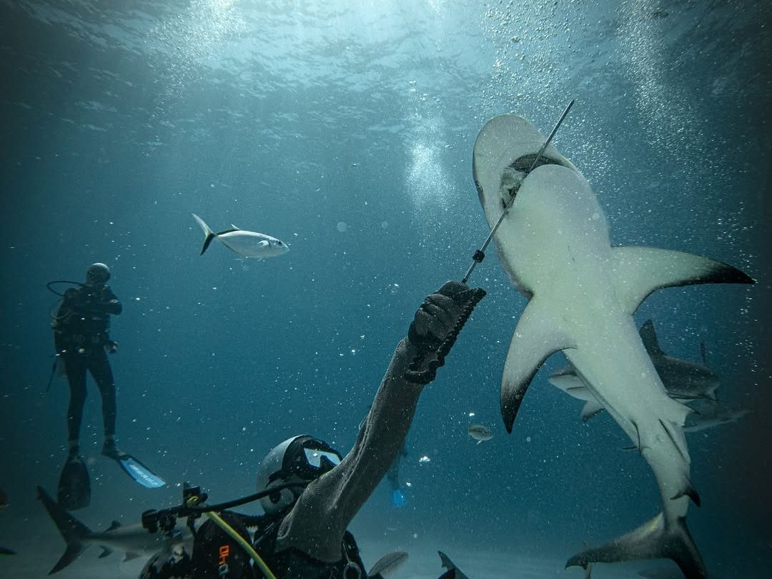 A diver floats beneath a boat among graceful sharks in Exuma’s pristine waters. The sunlight filtering through the waves adds drama to this breathtaking snorkeling scene.