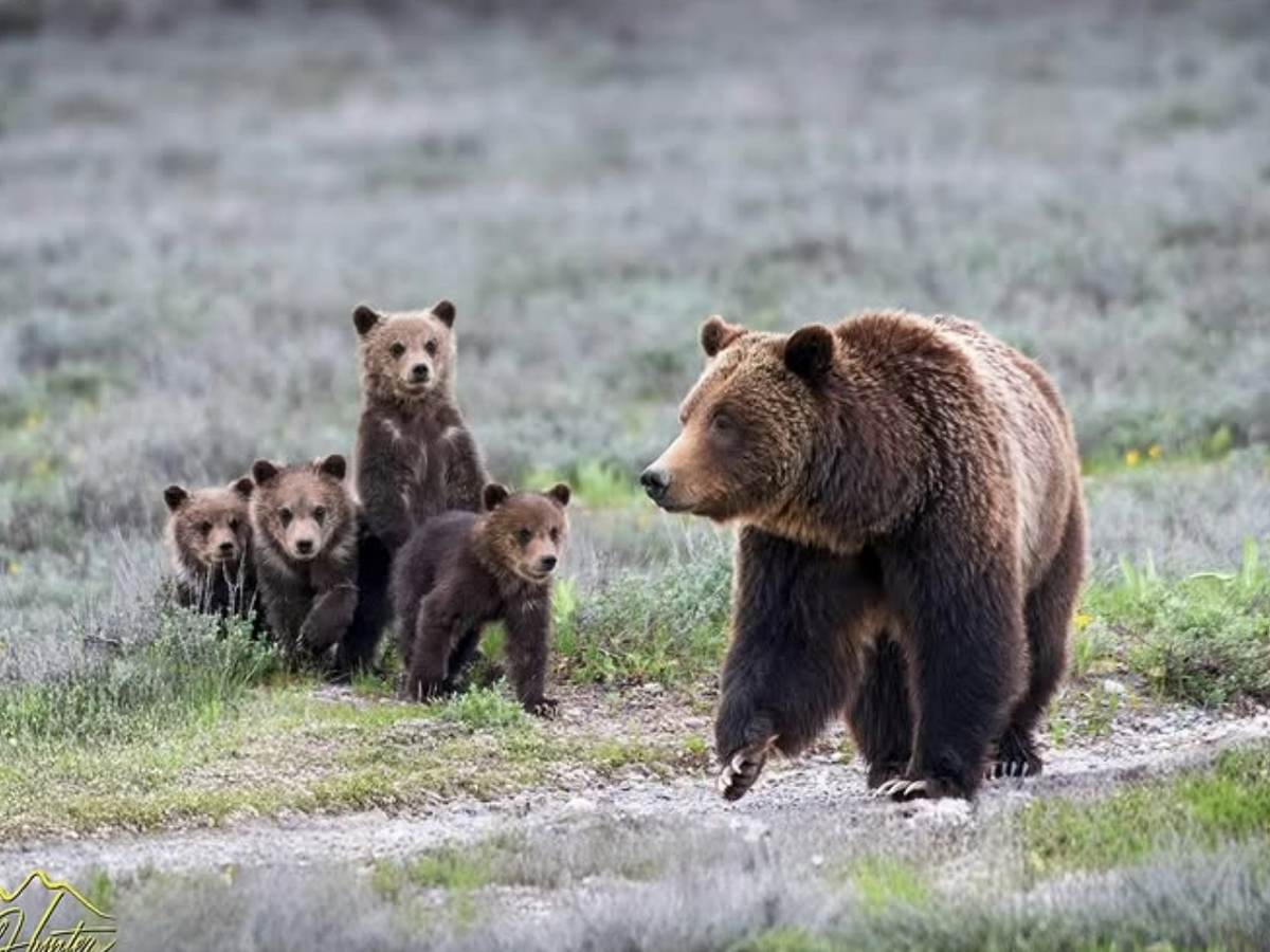 A grizzly bear walks ahead of her five cubs in an open grassy field, with the cubs clustered together watching her intently.