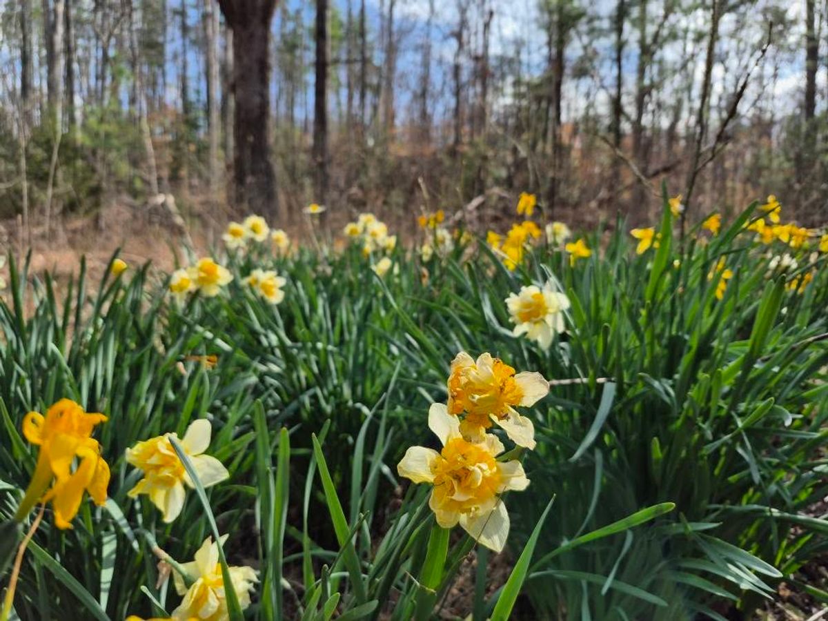Bright yellow daffodils bloom in the Clemson Experimental Forest, bringing life to the quiet woods. A perfect spring hike spot for flower lovers and nature explorers.