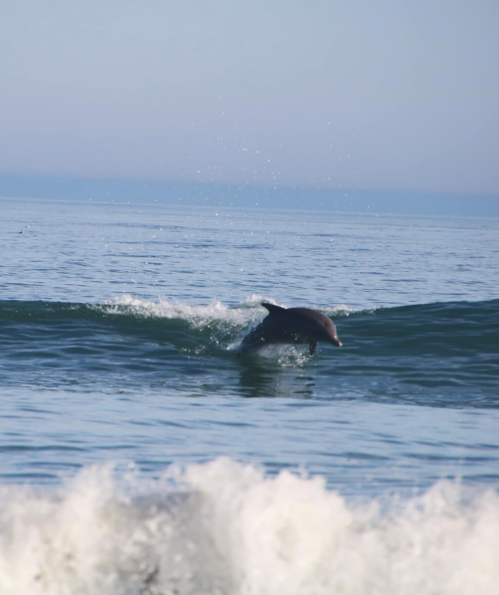 A bottlenose dolphin leaps through the surf just beyond a breaking wave, its sleek body arcing above the blue-green ocean water. Sea spray and whitewater fill the foreground under a soft, hazy sky along the Northern Outer Banks coast