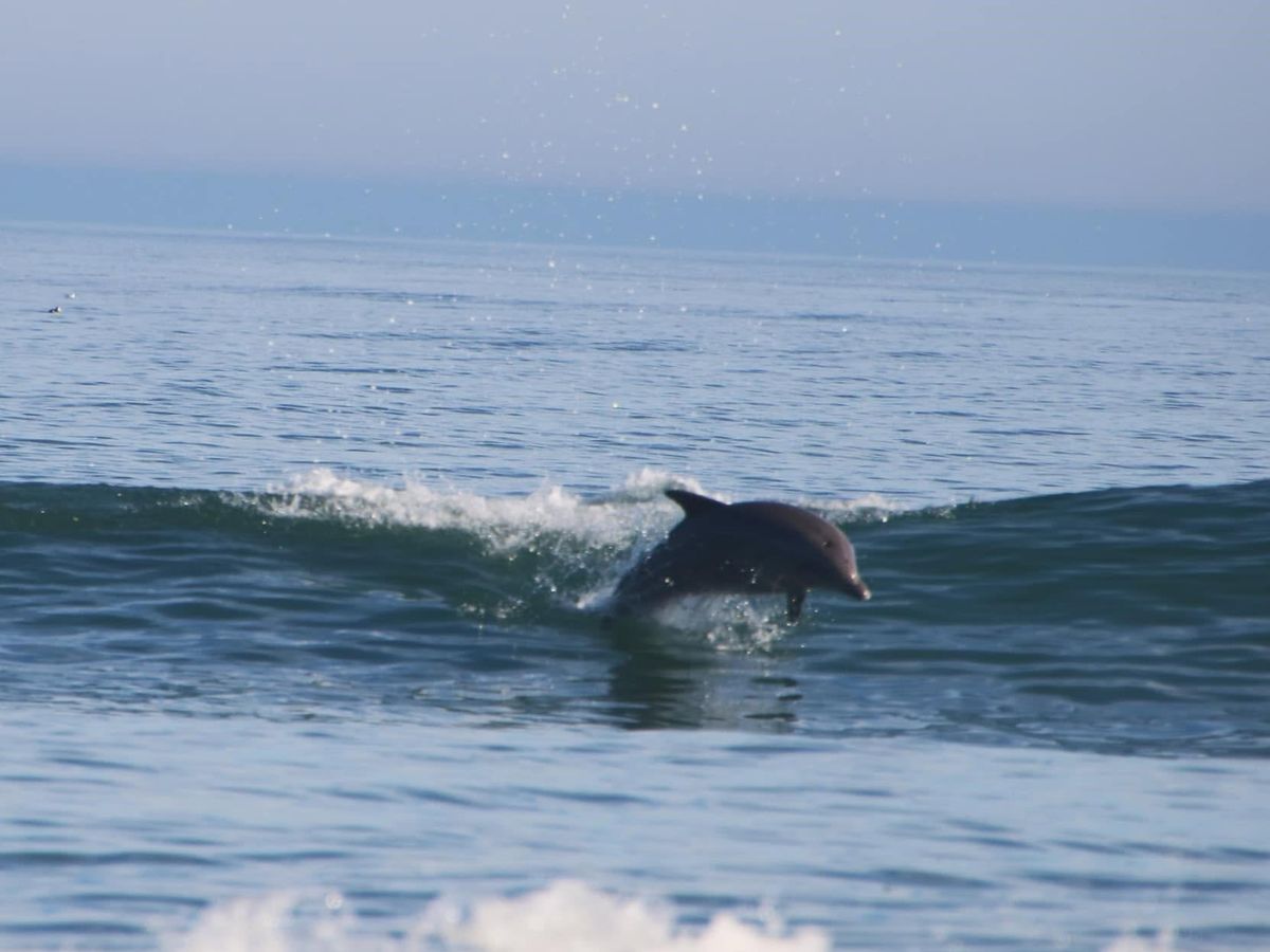 A bottlenose dolphin leaps through the surf just beyond a breaking wave, its sleek body arcing above the blue-green ocean water. Sea spray and whitewater fill the foreground under a soft, hazy sky along the Northern Outer Banks coast