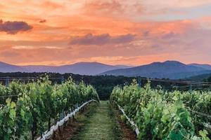 Rows of Grapevines At Charlottesville, VA Winery at Sunset