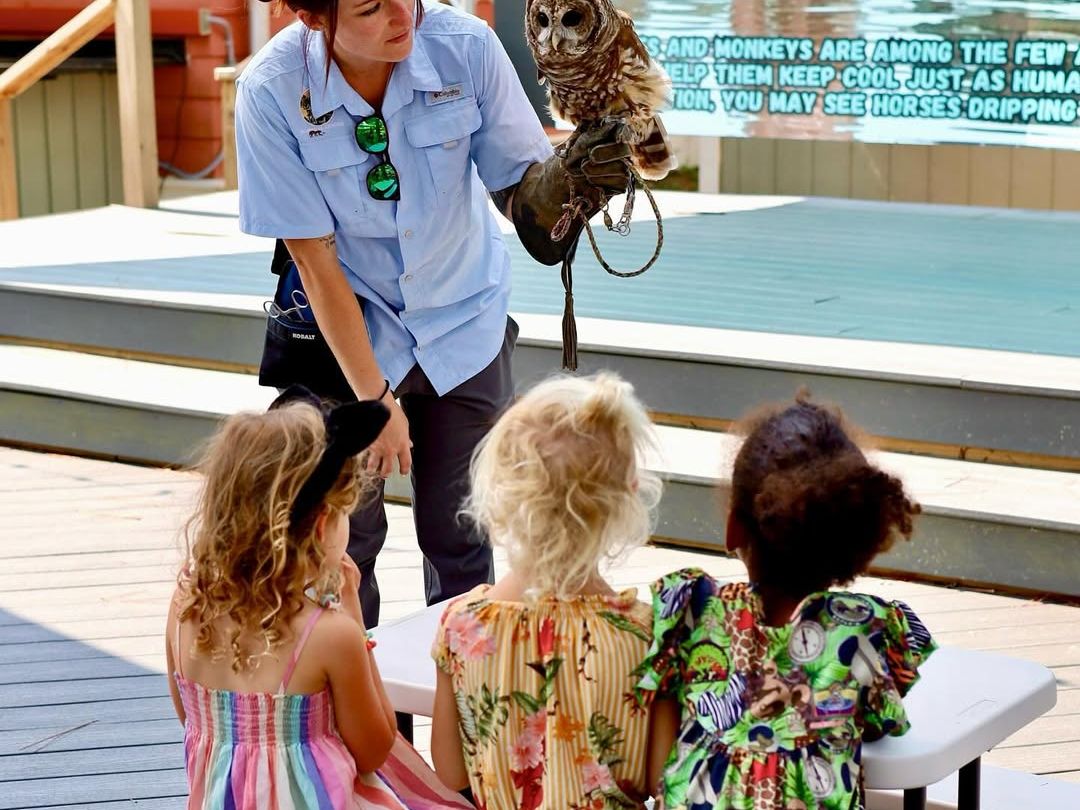 A wildlife educator introduces a barred owl to a group of young children seated at the E.O. Wilson Biophilia Center. The program teaches kids about local animals and conservation in an interactive outdoor setting.