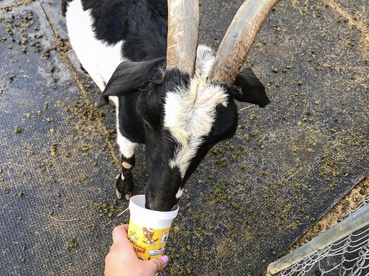 A black and white goat with large curved horns drinks from a cup of feed held by a person inside a petting zoo enclosure.