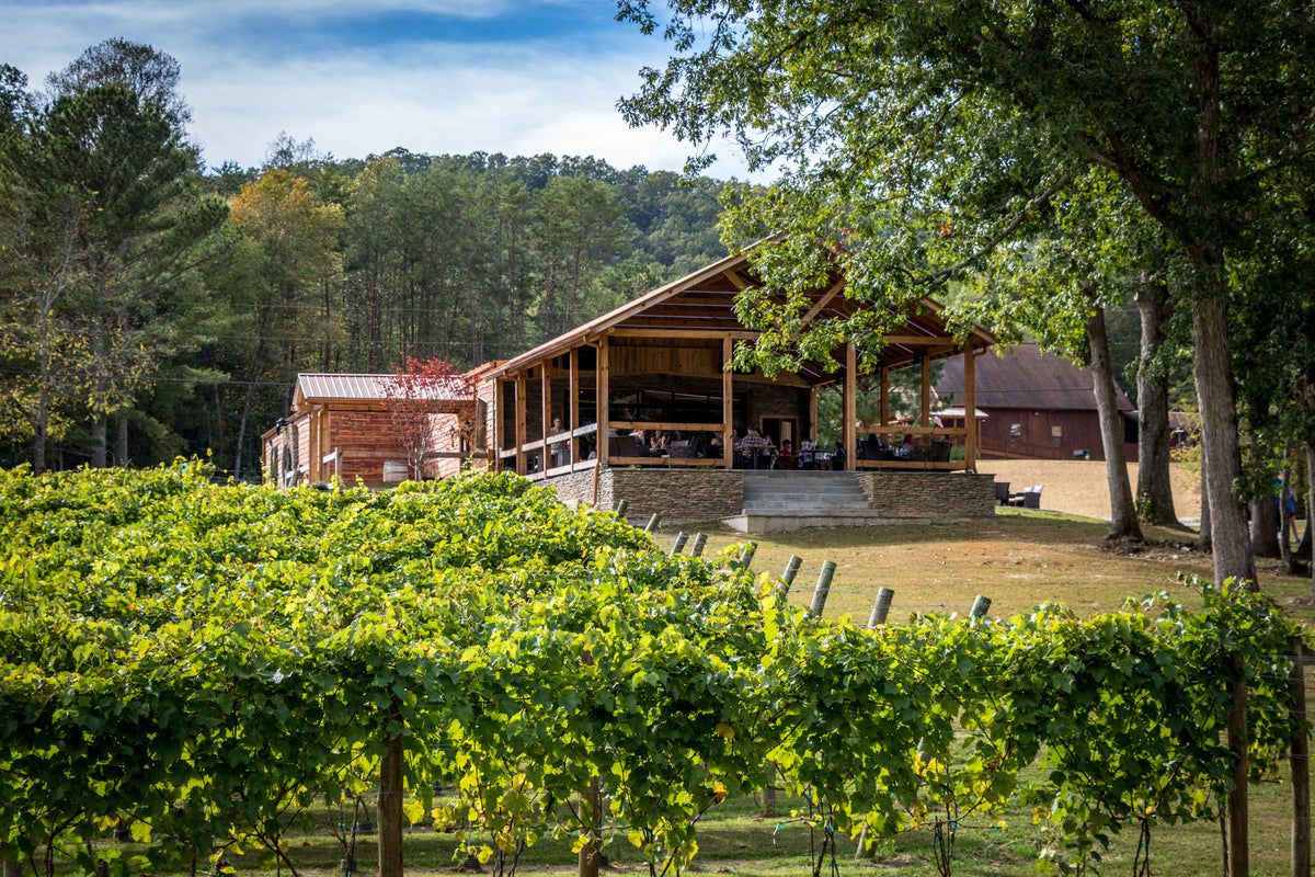 his photo shows a rustic outdoor tasting area at Bear Claw Vineyards with lush green vines in the foreground. The wooden buildings and shaded seating create a calm, country-style vibe. It feels like a relaxing spot to enjoy wine with nature all around.