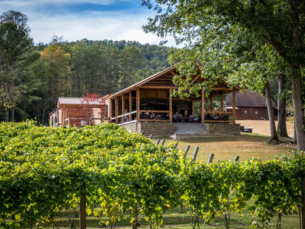 his photo shows a rustic outdoor tasting area at Bear Claw Vineyards with lush green vines in the foreground. The wooden buildings and shaded seating create a calm, country-style vibe. It feels like a relaxing spot to enjoy wine with nature all around.