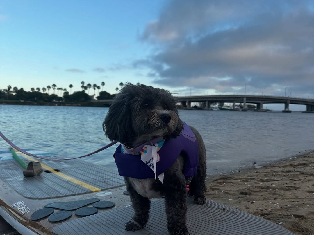 A small black dog wearing a purple life vest stands proudly on a paddleboard by the shore, ready for adventure on the calm waters. The scene captures a playful mix of outdoor fun and pet-friendly activities in San Diego.
