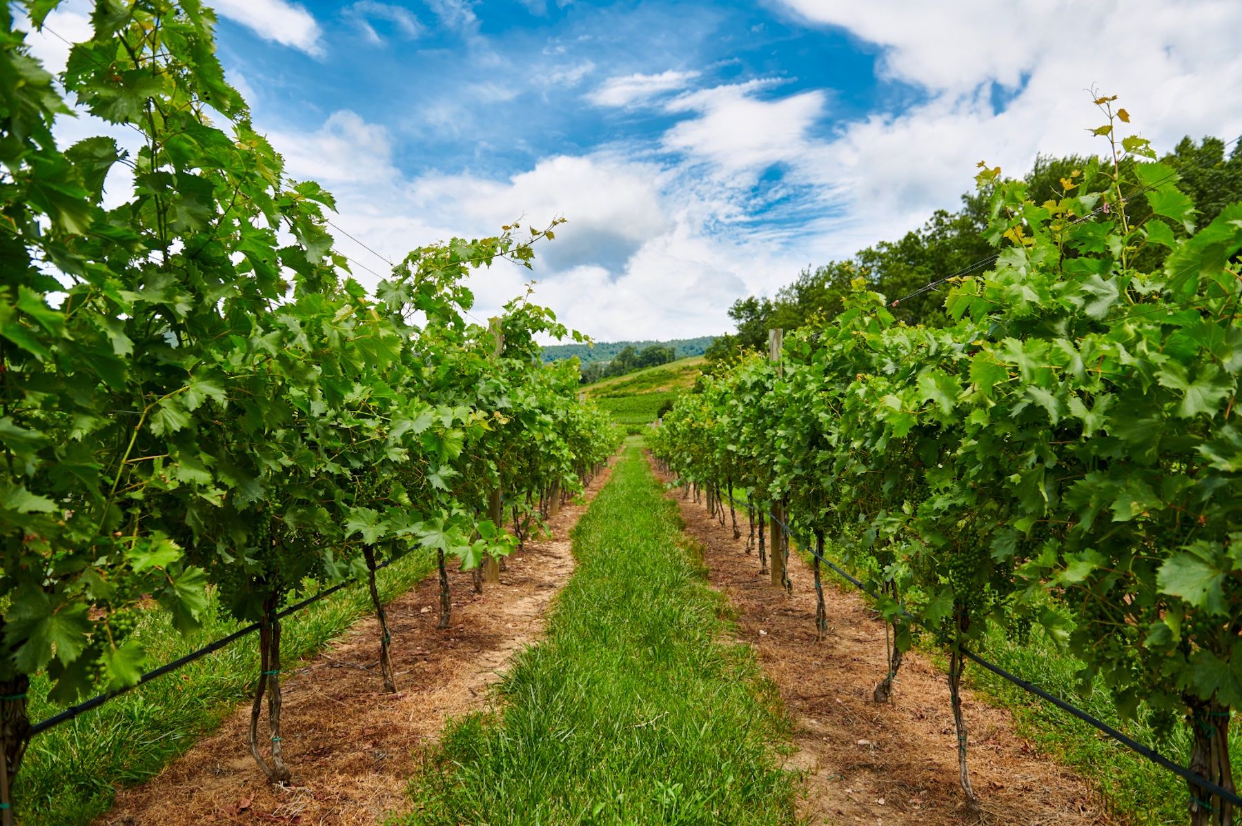 View through grapevines at a Charlottesville Virginia vineyard