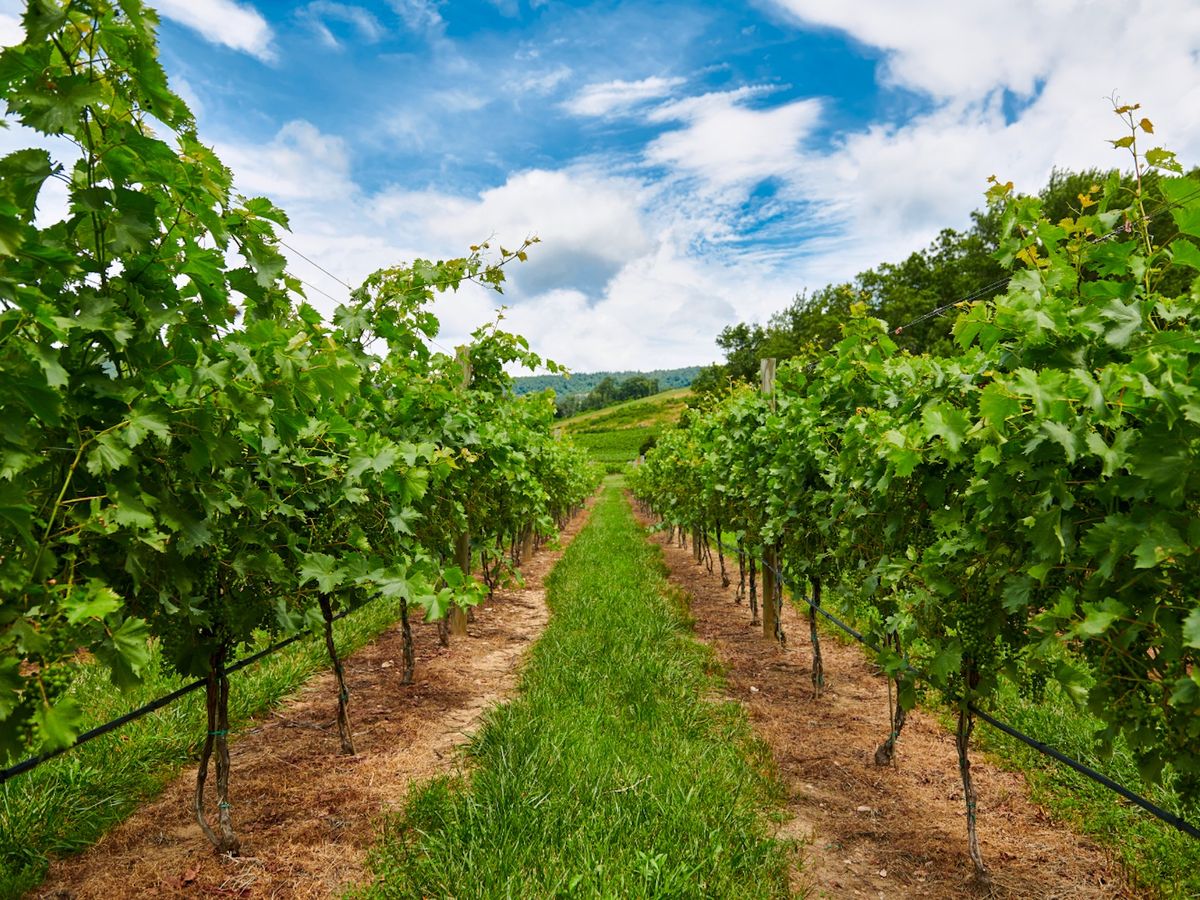 View through grapevines at a Charlottesville Virginia vineyard