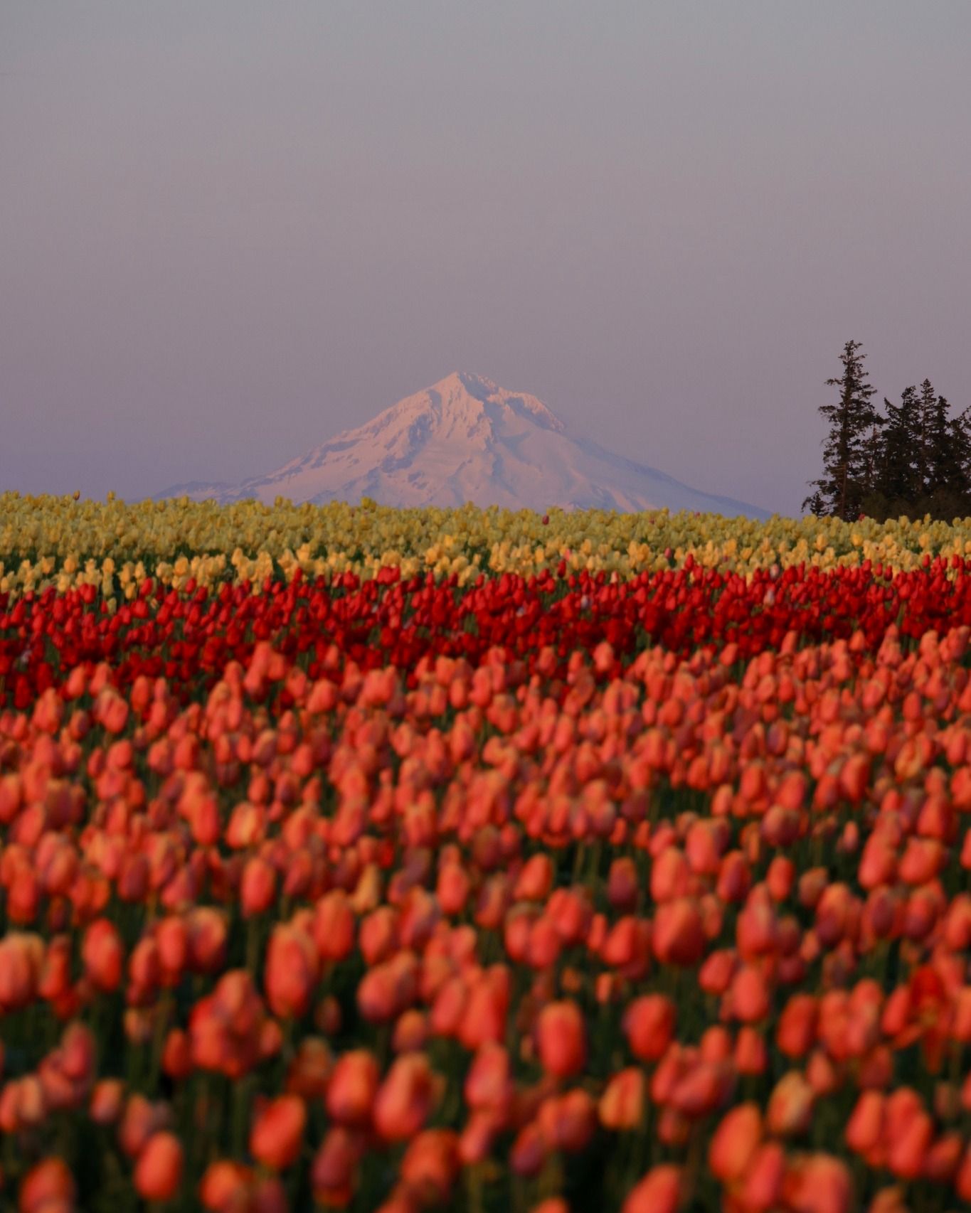 Bright rows of red, orange, and yellow tulips stretch toward a snow-covered mountain in the distance. The flowers look full and colorful under the soft morning light. It’s a classic spring scene from the Wooden Shoe Tulip Farm.