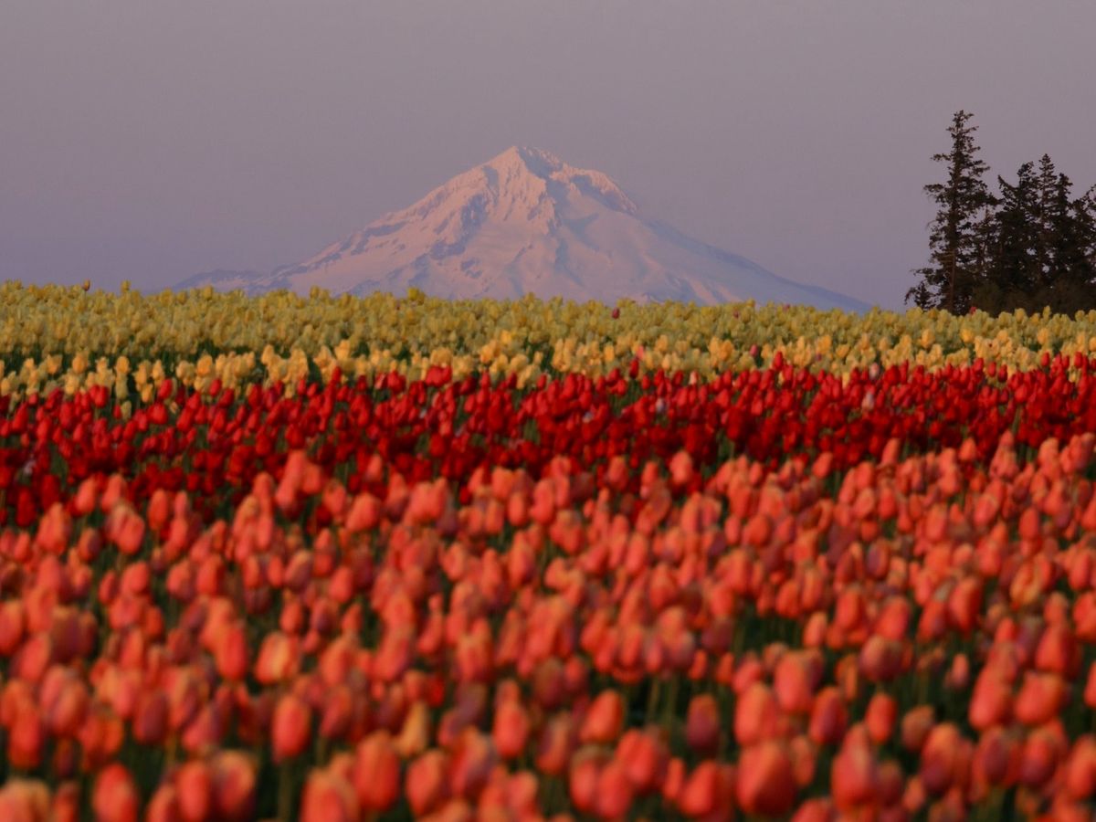 Bright rows of red, orange, and yellow tulips stretch toward a snow-covered mountain in the distance. The flowers look full and colorful under the soft morning light. It’s a classic spring scene from the Wooden Shoe Tulip Farm.