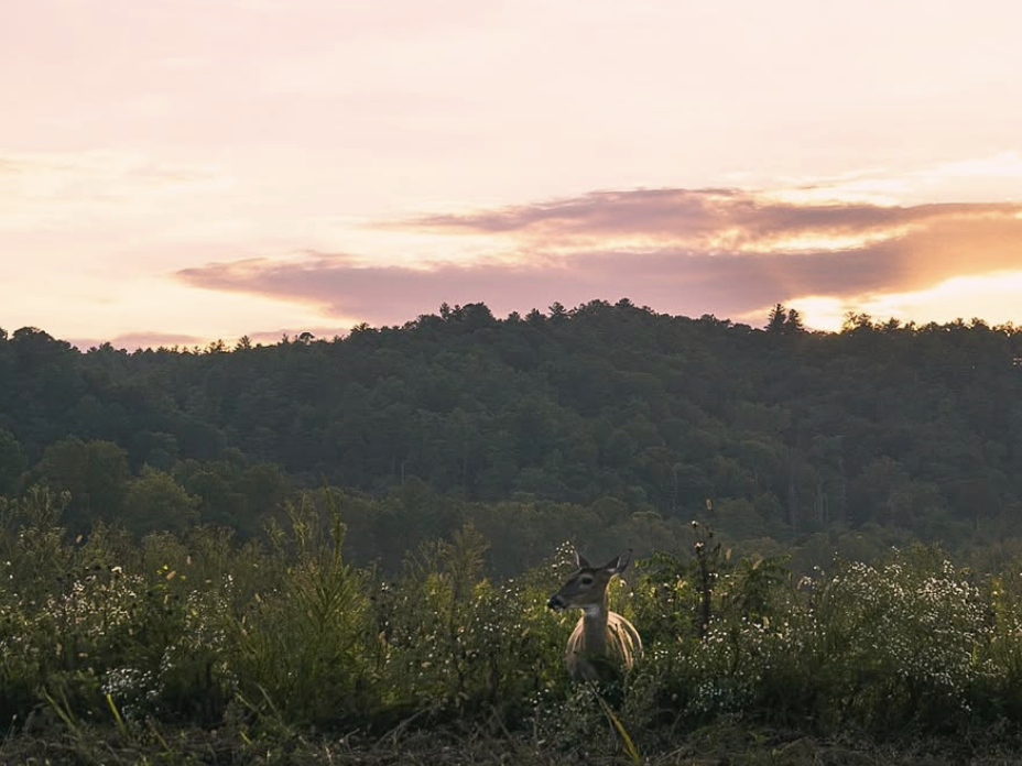 A white-tailed deer stands in a wildflower-filled field at sunset, with a backdrop of forested hills and a pastel-colored sky in the Great Smoky Mountains.