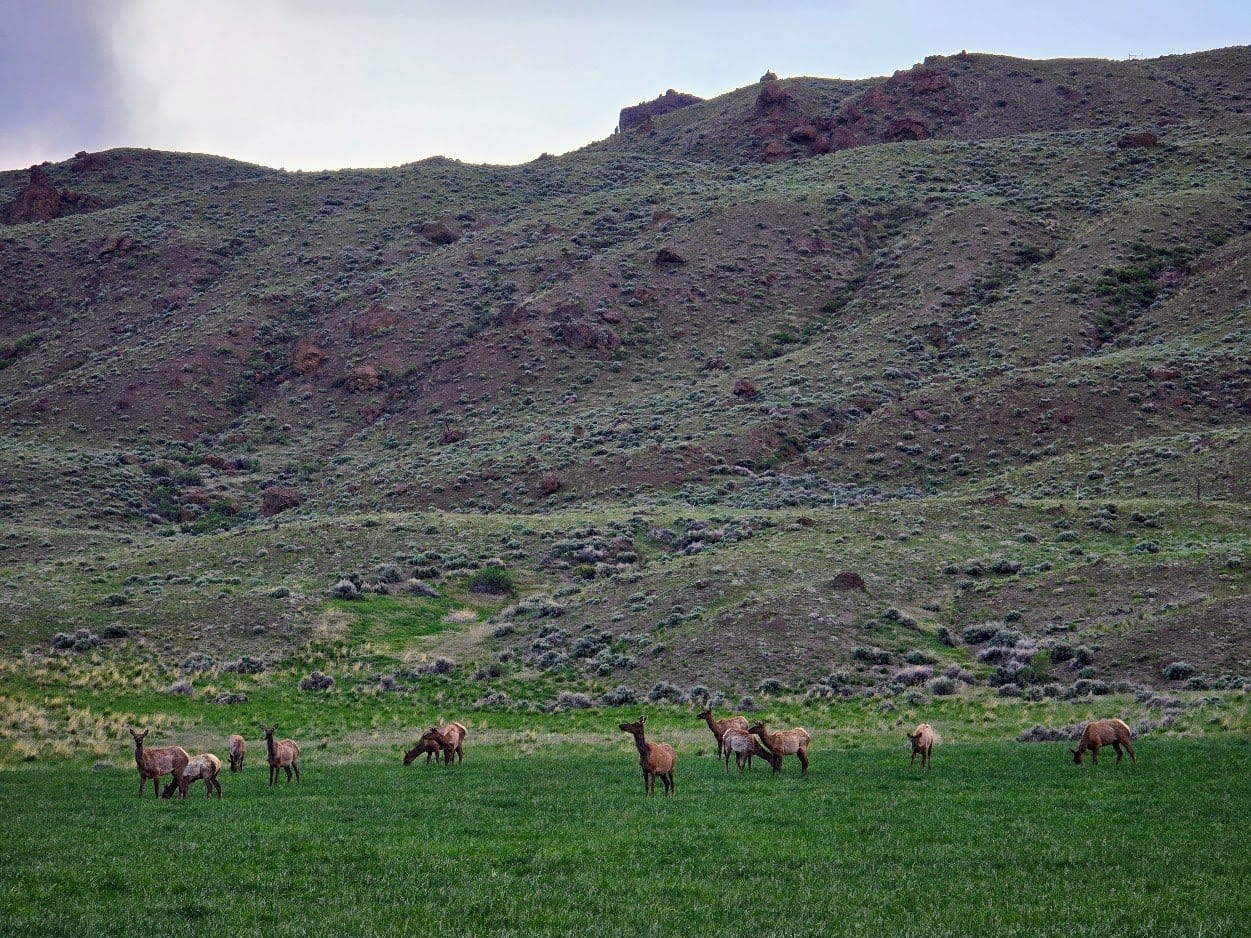 Cody, Wyoming's Annual Festivals & Events