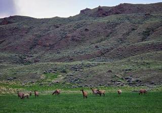 Cody, Wyoming's Annual Festivals & Events