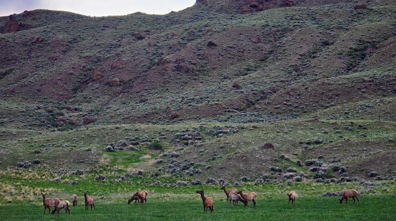 Cody, Wyoming's Annual Festivals & Events