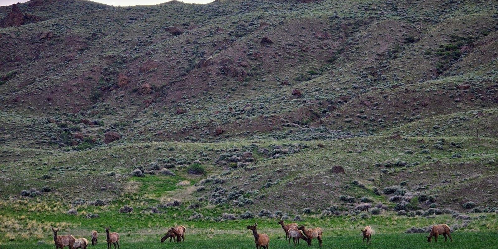 Cody, Wyoming's Annual Festivals & Events