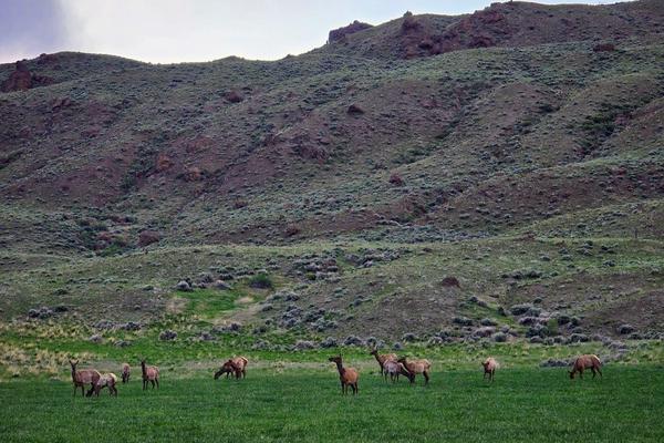 Cody, Wyoming's Annual Festivals & Events